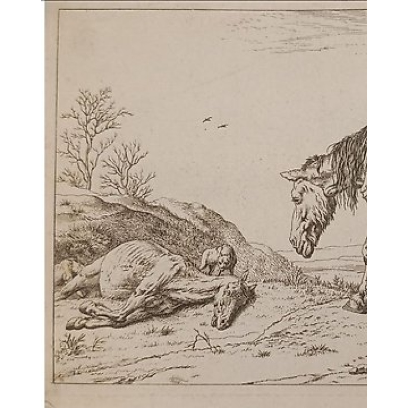 Karel Dujardin (1622-1678), after - Antique Etching Horse