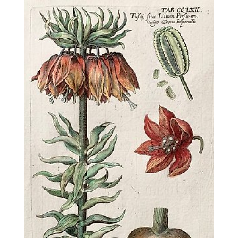 Johann Theodor de Bry, 1561-1623 - Fritillaria Imperialis, Lastra grande